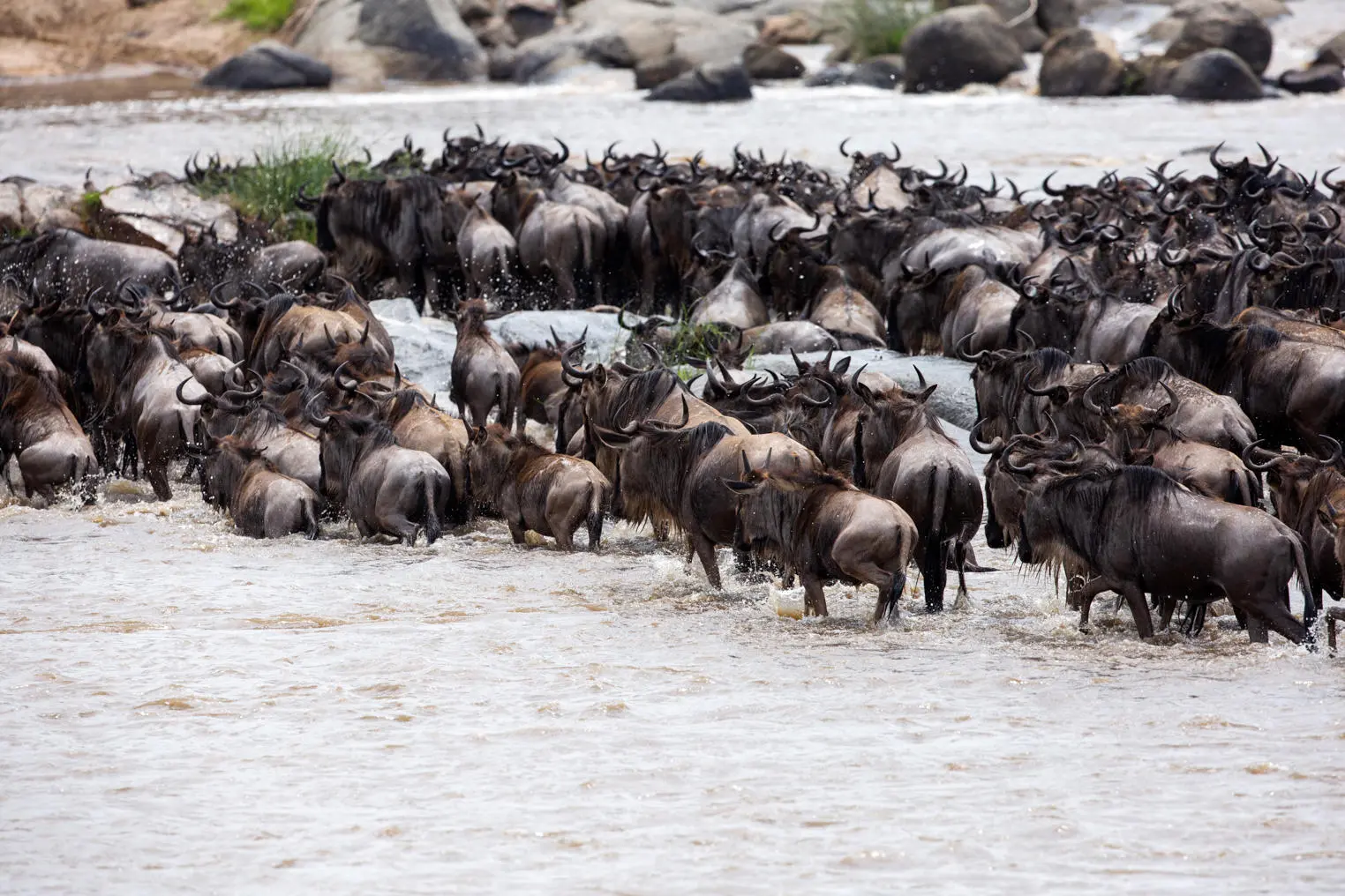Mara River crossing Great Migration Northern Serengeti