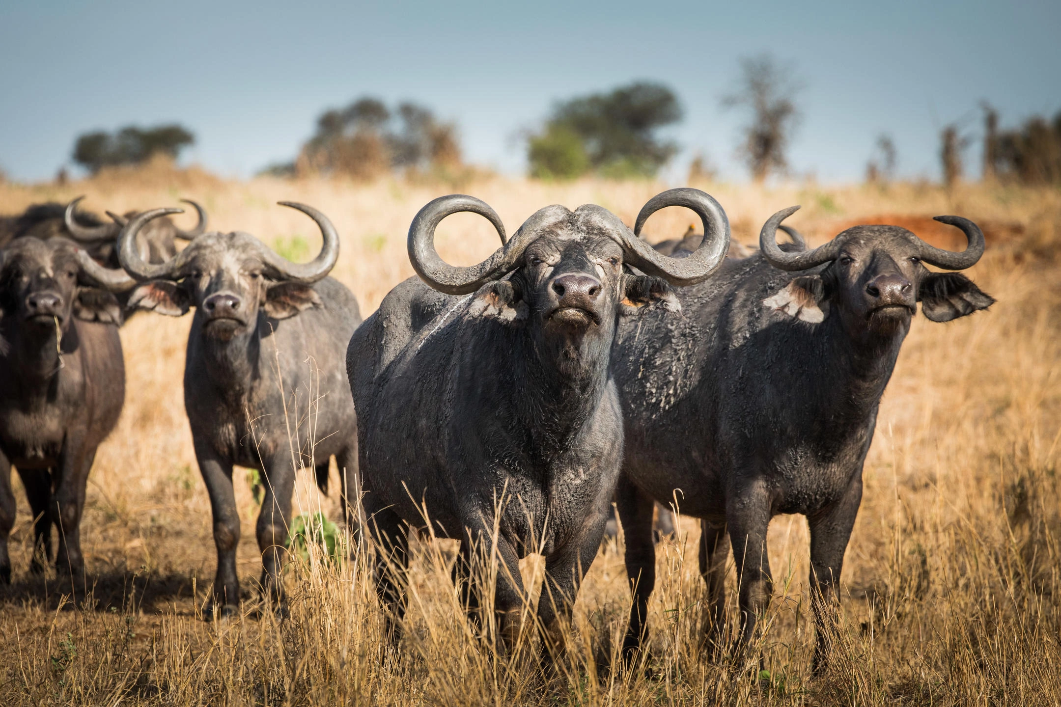 Southern Tanzania safari — Nyerere Selous and Ruaha National Park