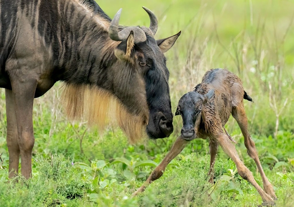 5-day Tarangire Ngorongoro explorer safari