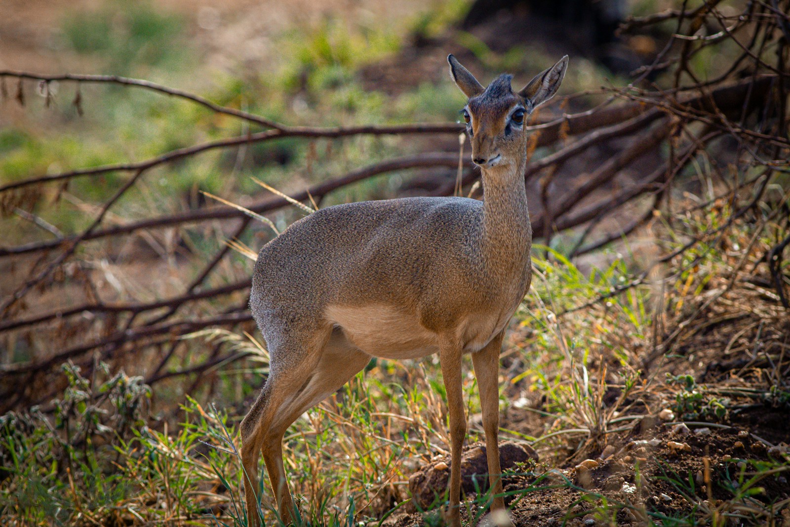 5-day Northern Circuit group safari Tanzania