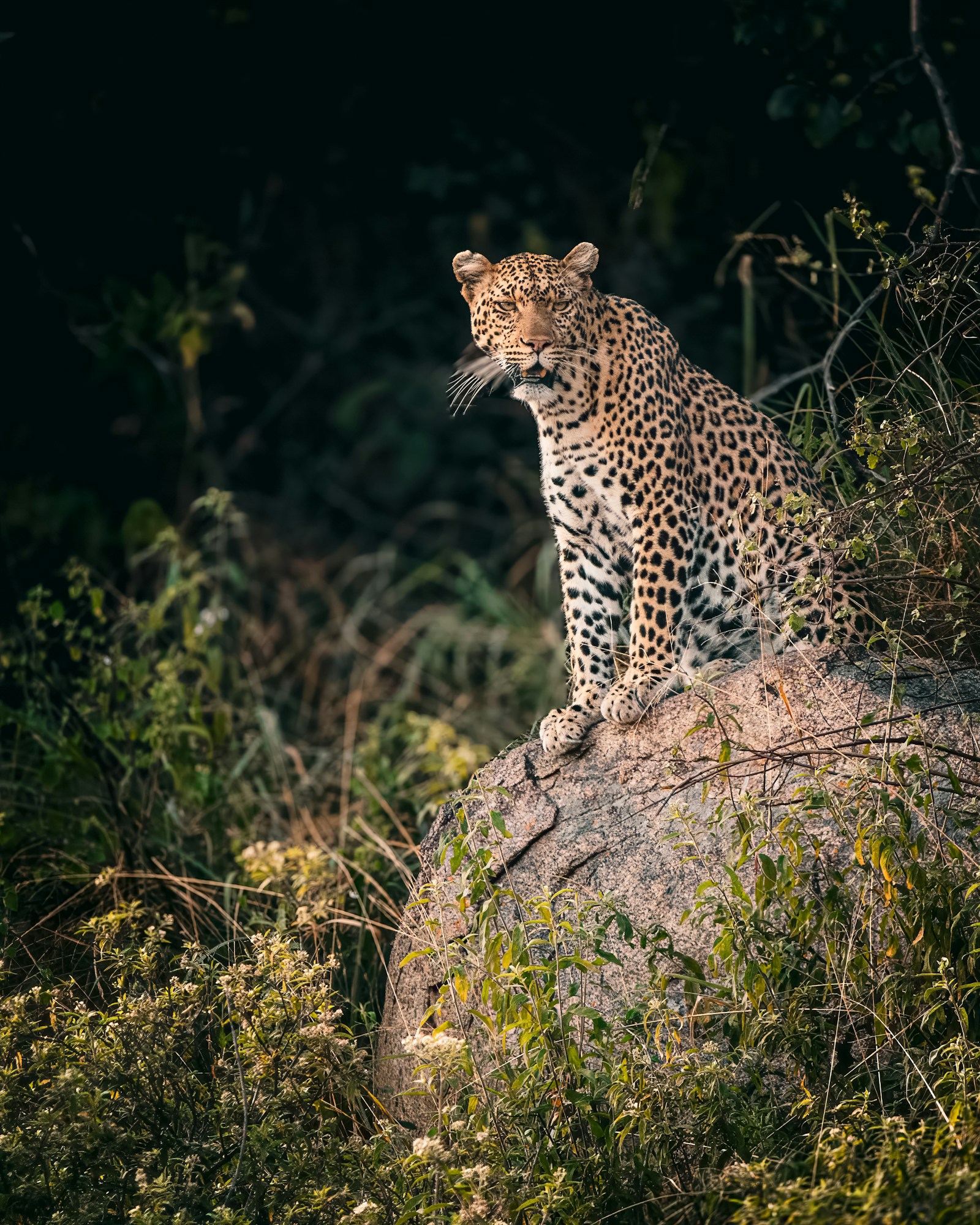 6-day extended Northern Circuit group safari Tanzania