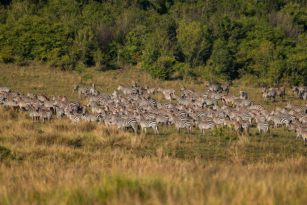 5-day camping safari Tarangire Serengeti Ngorongoro Lake Manyara