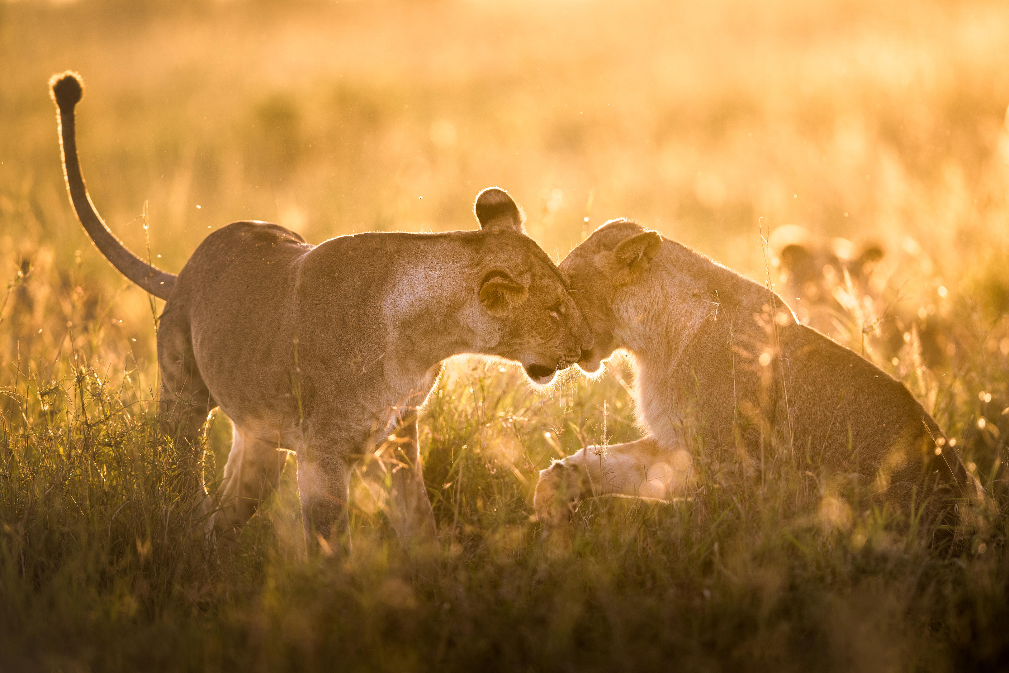 Northern Circuit Tanzania — Serengeti, Ngorongoro, Tarangire, Lake Manyara