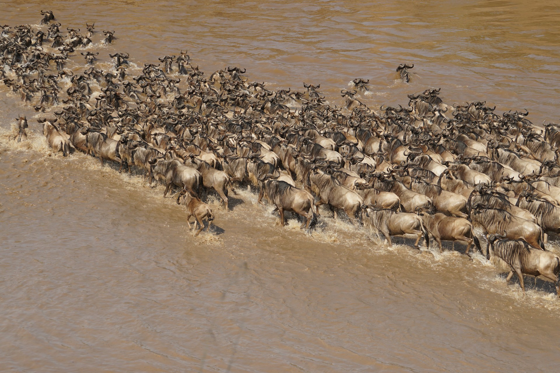 8 Days Serengeti Great Migration River Crossing Luxury Safari Layout