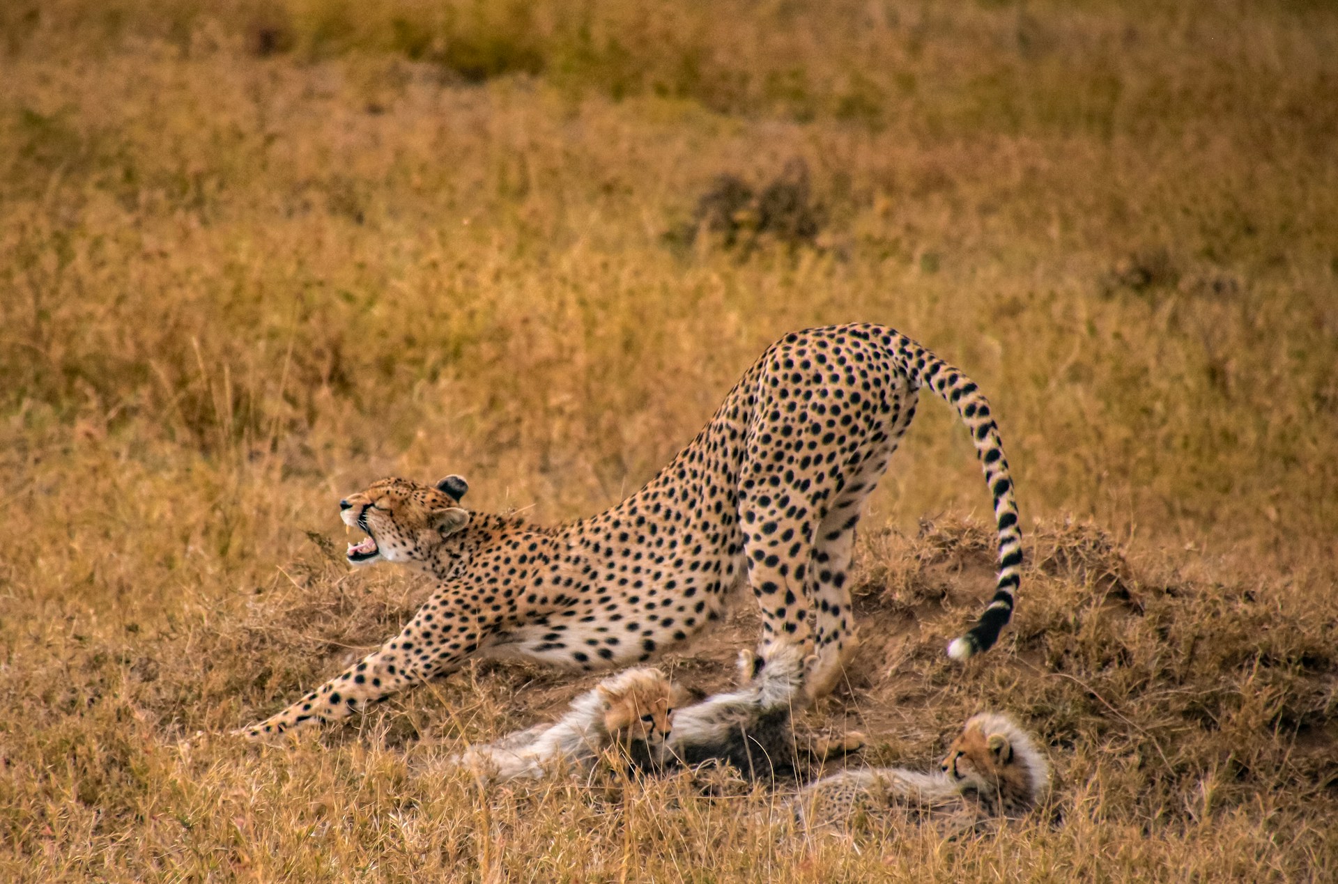 7 Days Serengeti Great Migration Calving Seasonal Tracker