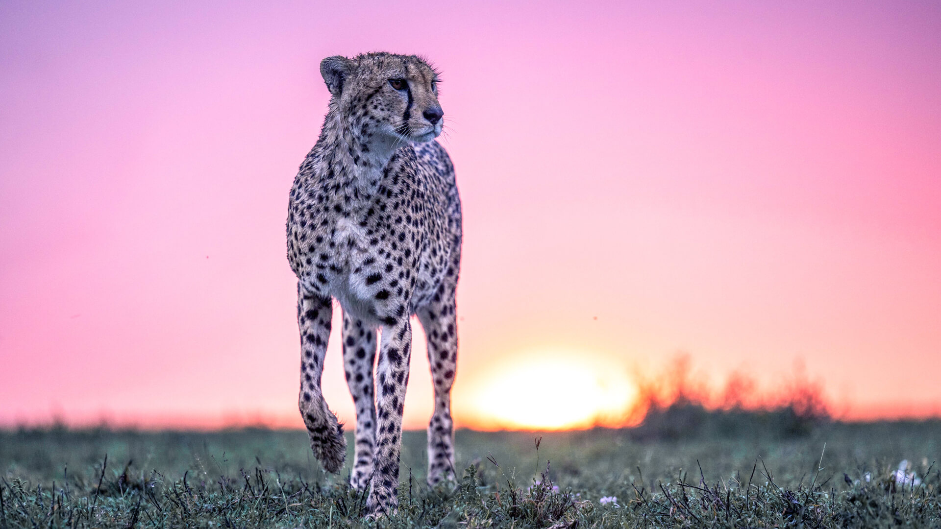 3-day Serengeti fly-in safari light aircraft