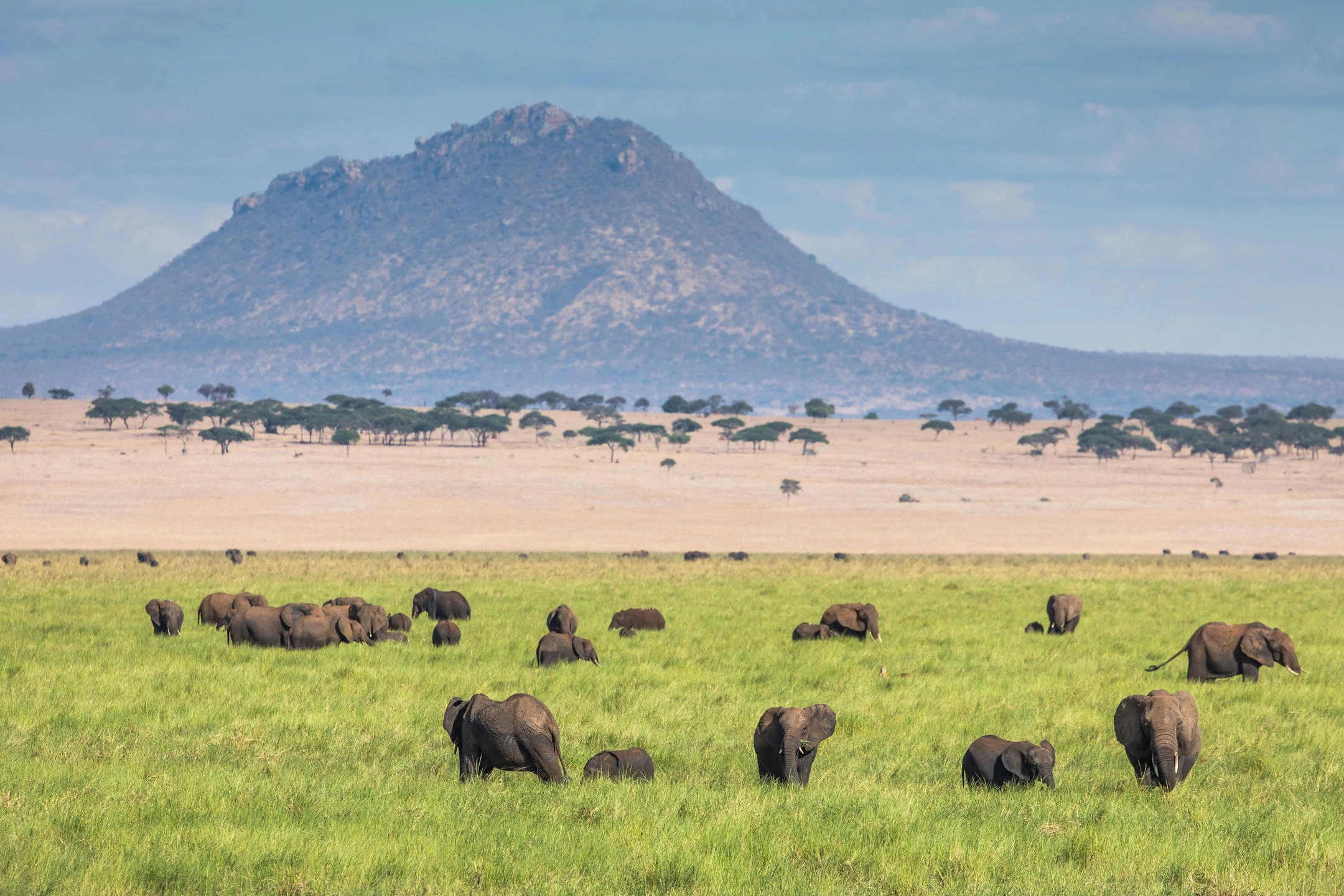 Elephant herd in Tarangire National Park